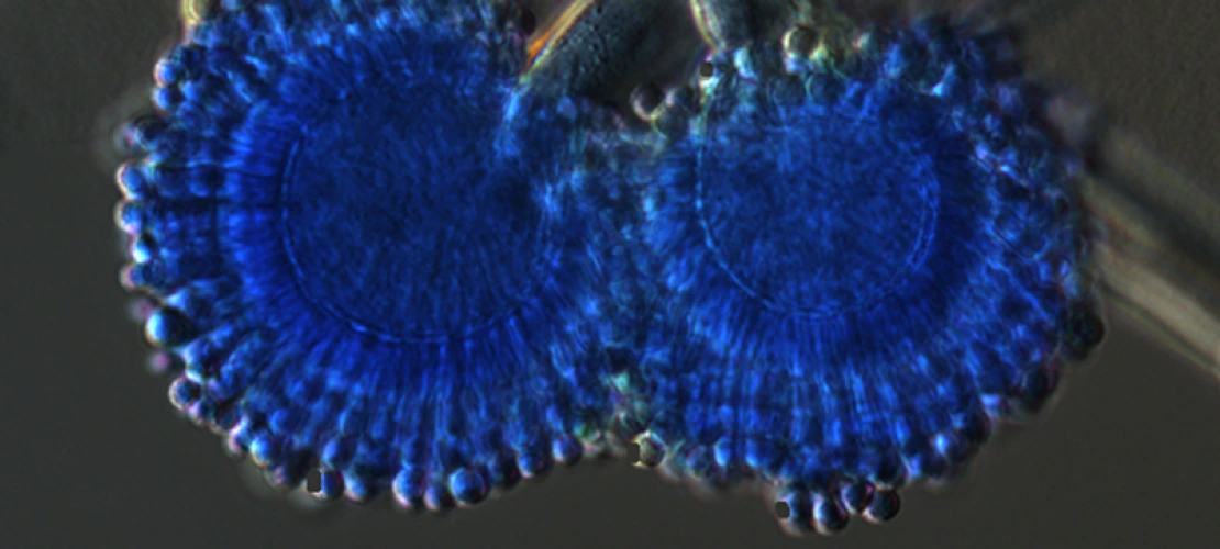 Aspergillus spore structure