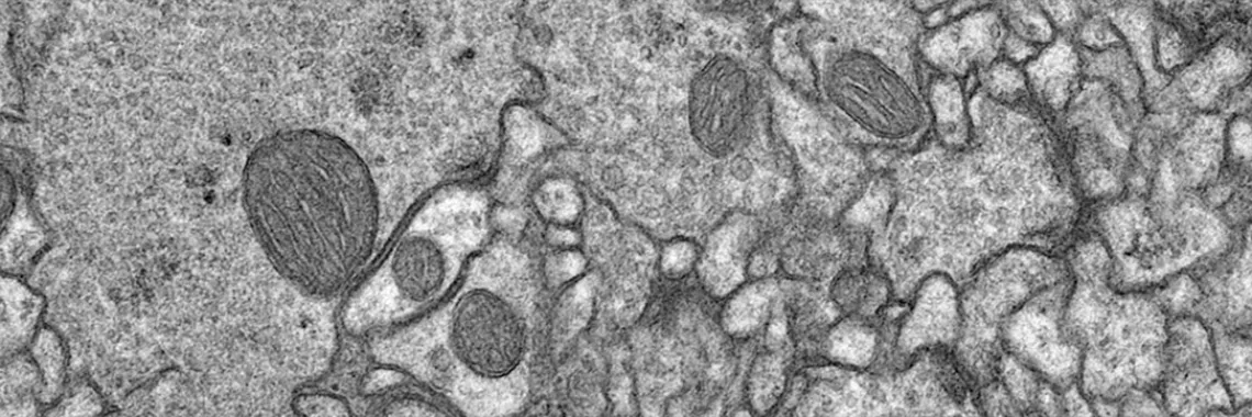 Drosophila neuropil - Transmission Electron Microscope