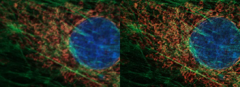 High magnification fluorescence image of BPAE cells